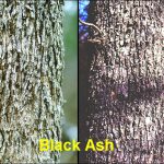 Brown Ash MI Ext Serv