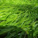 Sweetgrass (2)