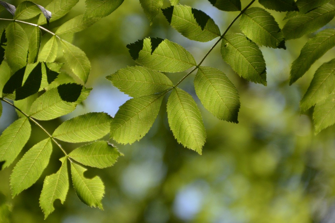 tree, leaves, ash