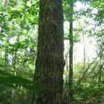 Wikipedia Commons 1024px-FraNigBark