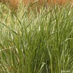 sweetgrass bhg.com